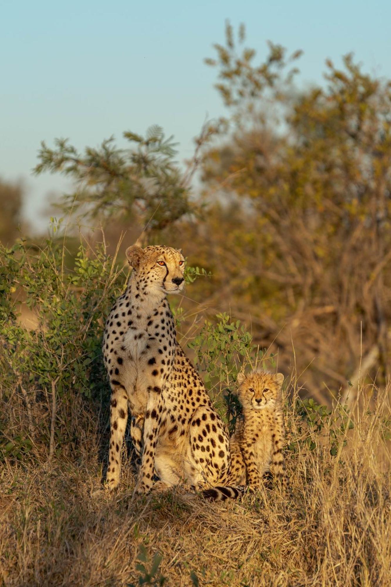 Ndzhaka Tented Camp Manyeleti Game Reserve Exterior foto