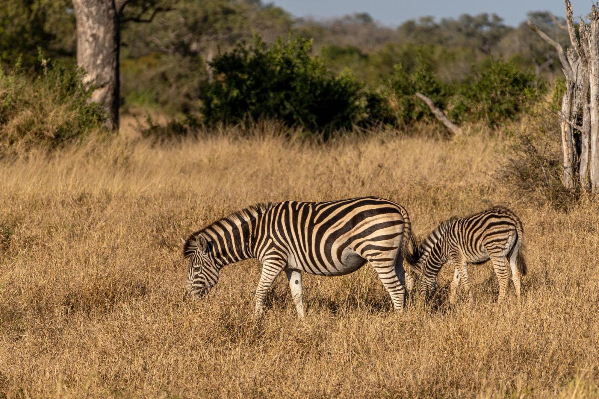 Ndzhaka Tented Camp Manyeleti Game Reserve Exterior foto