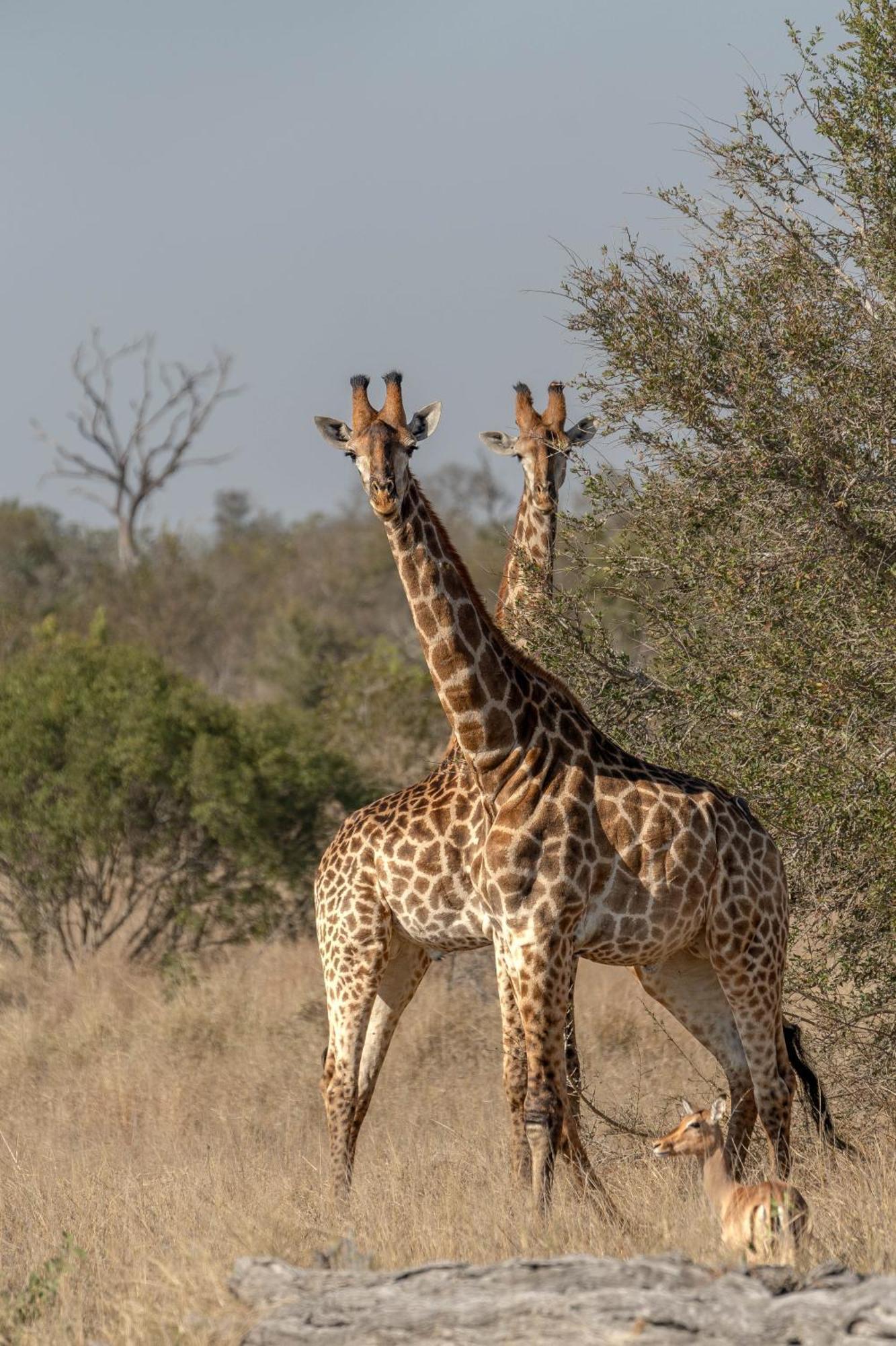 Ndzhaka Tented Camp Manyeleti Game Reserve Exterior foto